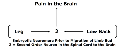 Pain in the Brain